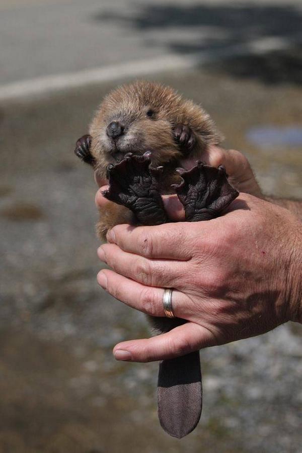 OMGAnimaIs's tweet photo. A baby beaver! https://t.co/VguHOF7SfB