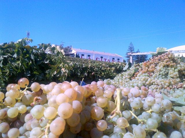 #harvest15 looking good @BodegasLaGitana #sherry #sanlucar