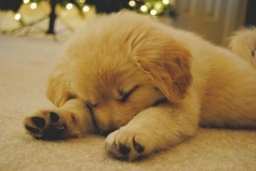 passed out puppy