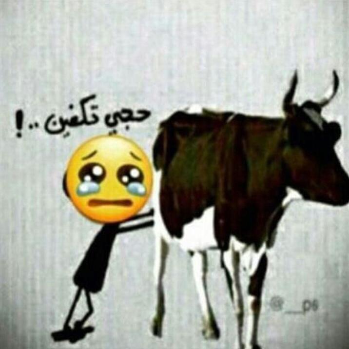 حجي يابقـره ترا احلامنا واقفـه على قرونـك