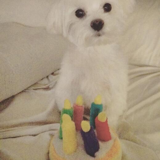 CFransk's tweet photo. Happy Birthday to my beautiful sister @Narred079!!!  XOXO #Sophielove http://t.co/ruDIivSoQj