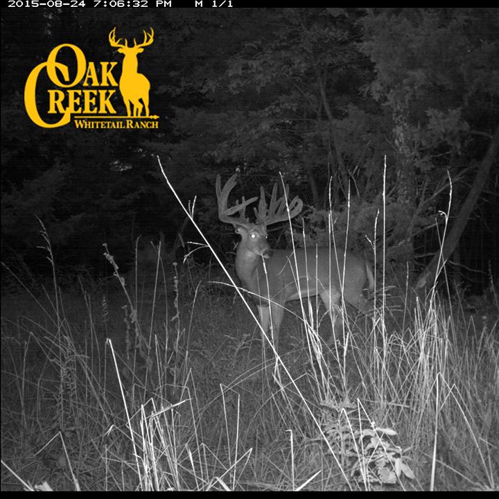 The monster bucks are starting to show themselves. #monsterbucks #oakcreekgiants oakcreekwhitetailranch.com