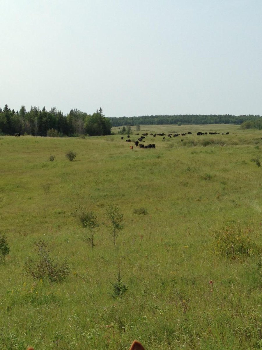 Fresh grass!!! #Simmental #ranchlife