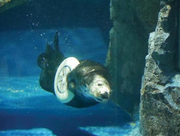 Not a handler.
She's a cotter.

super cute photo via <a href="/p150215/">Lynn</a>