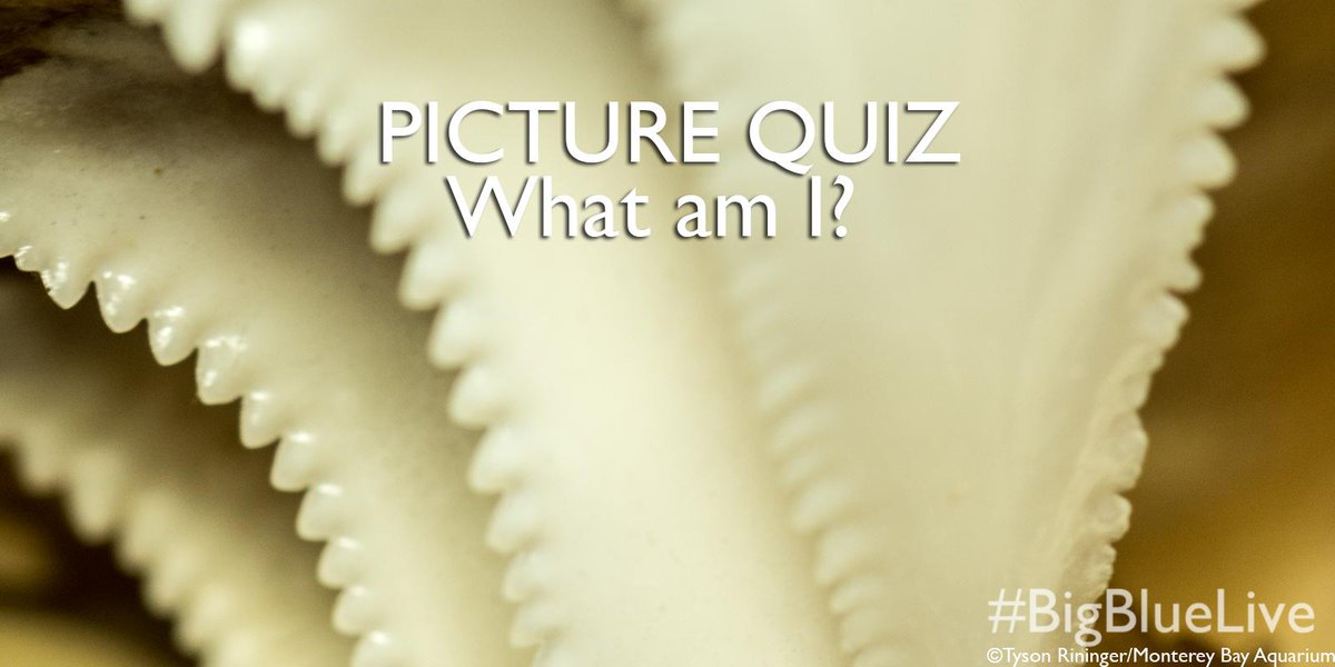 .<a href="/BBCEarth/">BBC Earth</a> These let me grow up to 6m long and 3000kg, but
 what am I <a href="/KQED/">KQED</a>? #BigBlueLive