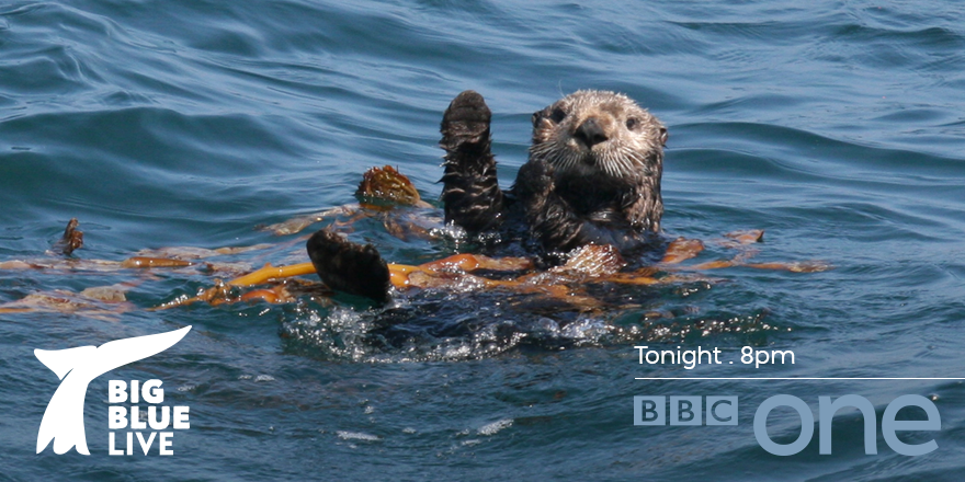 BBCOne's tweet photo. Hands up if you're ready for #BigBlueLive tonight on @BBCOne! The greatest gathering of marine wildlife awaits... http://t.co/mXdVMzIHkn