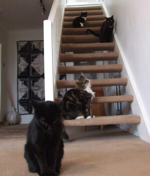 My cat is sad because these other cats won't let him hang out with them on the stairs, due to his "woeful aura".