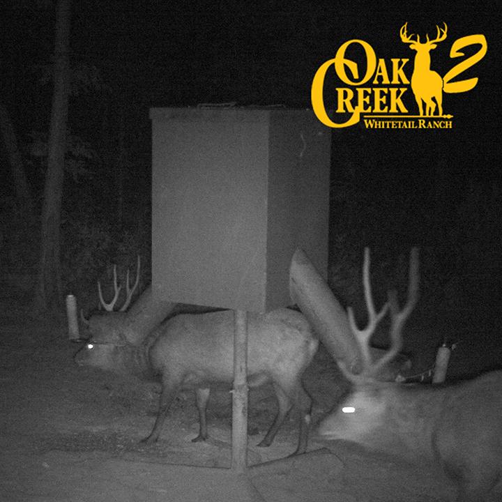 Ever thought about hunting big Sika deer? Hunts available, 573-943-6644 #Sikadeer #exoticdeerhunting #oakcreekgiants