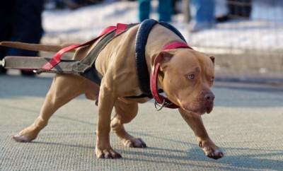 I Love Pitbulls tweet media