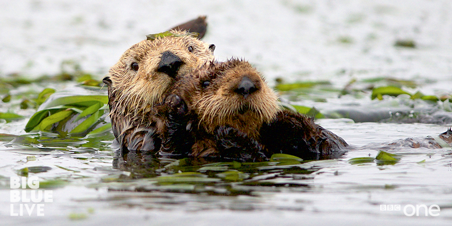 BBCOne's tweet photo. California sea otters, they're unforgettable. Lazy, cute and furry on top. #BigBlueLive http://t.co/cfY9j42tFX