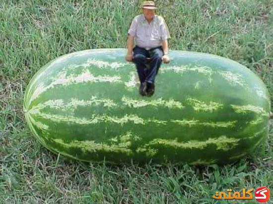 Самый большой арбуз в мире 122 кг. Большие арбузы. Арбуз 130 кг. Гигантский арбуз. Самый большой арбуз в мире вес.