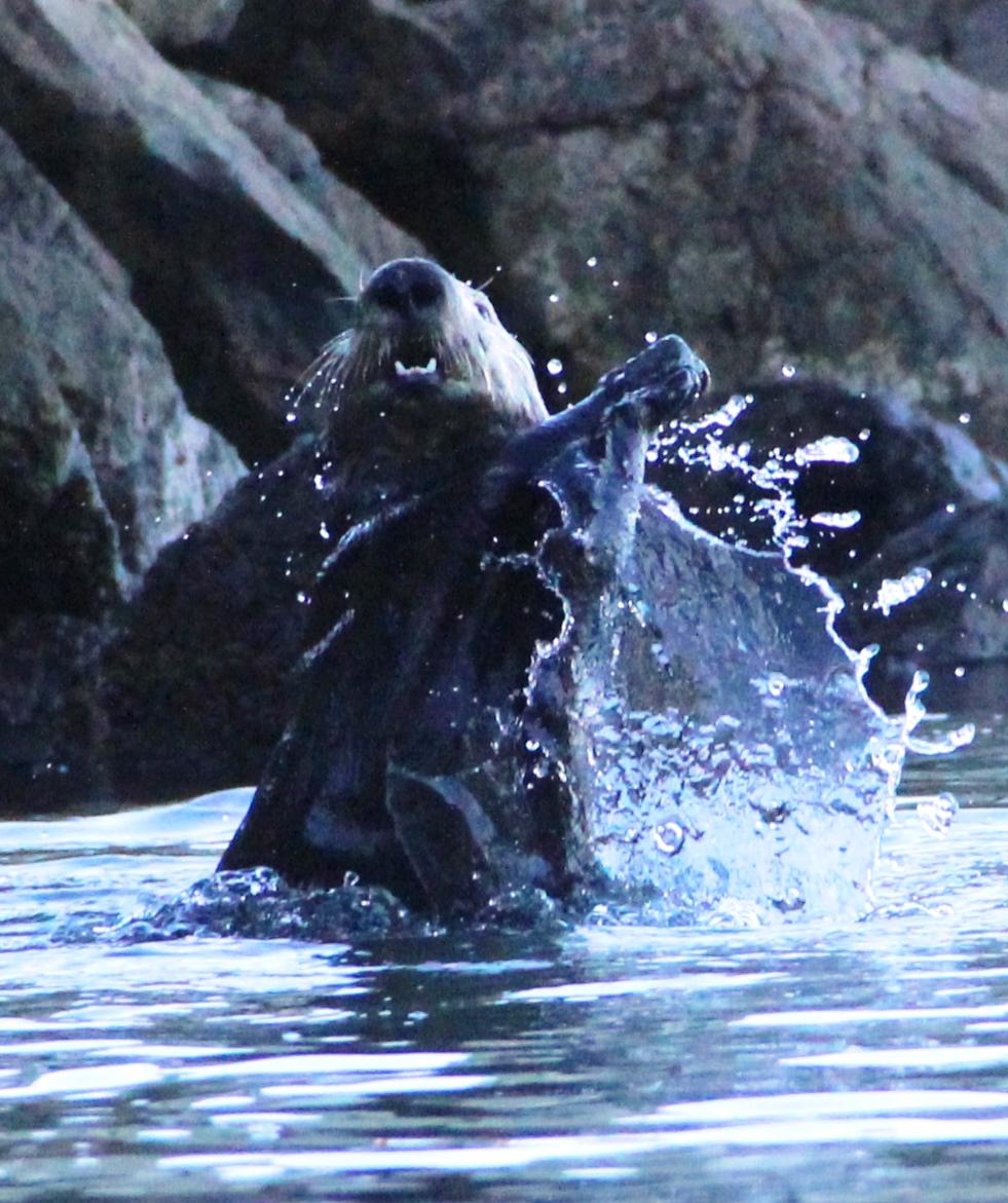 MagSusc60's tweet photo. @BBCBigBlueLive My Big Blue moments kayaking at Elkhorn Slough, Monterey, last Dec., show-off juggling sea otter! http://t.co/bJ3lNNISJi