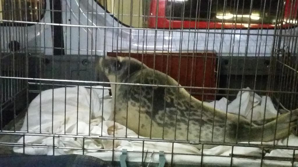 Zojuist in de #oudegracht #utrecht levende zeehond aangetroffen. Is nu in goede handen bij ons! Pieterburen onderweg.