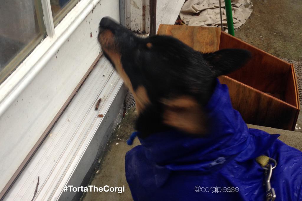 CorgiPlease's tweet image. #ThrowbackThursday when #California had #rain. #☔️ #corgi #wet #drought #TbT #cali #rainbow #droughtshaming #Corgis