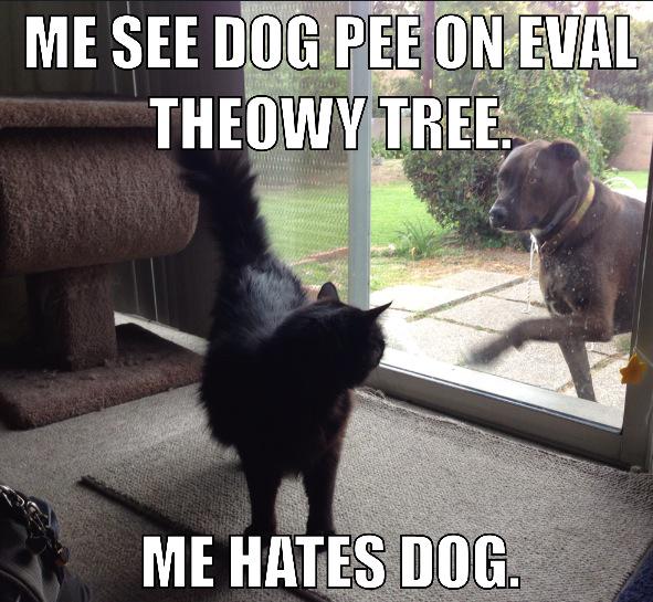 Eval Cat (@Eval_Cat) / Posts / X