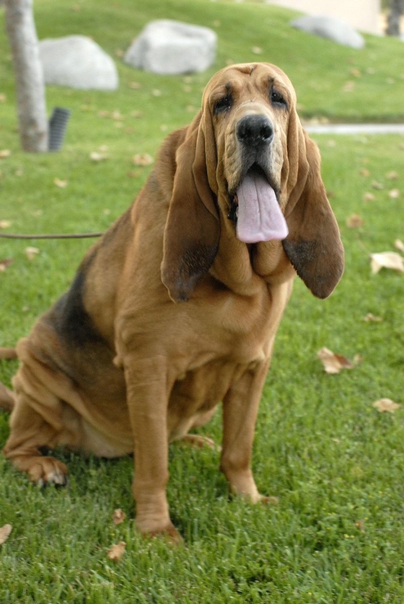 vcsark9's tweet image. #TBT K9 Casey working a Bank Robbery in 2008. This girl was always on point! #vcsark9 #honor #vcsheriffk9 #sark9