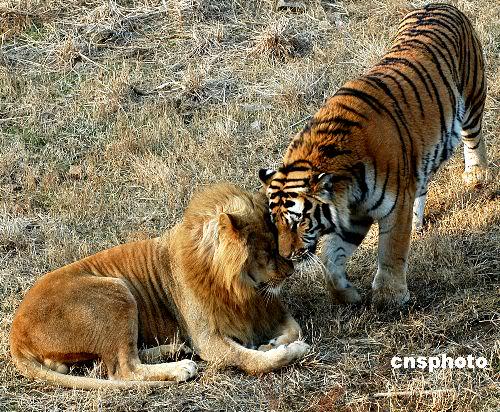 Кто победил лев или тигр. Амба тигр Уссурийский. Тигр и Лев вместе. Львы против тигров.