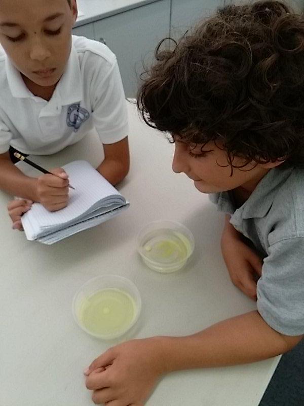 mrslewisclass's tweet image. Skittle Experiment #5b #scienceprocess