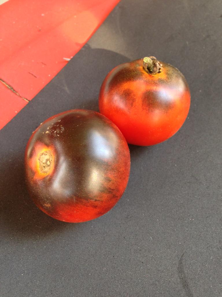 Apple of my eye. Indigo Apple #Tomatoes🍅 #organic #gardenchat