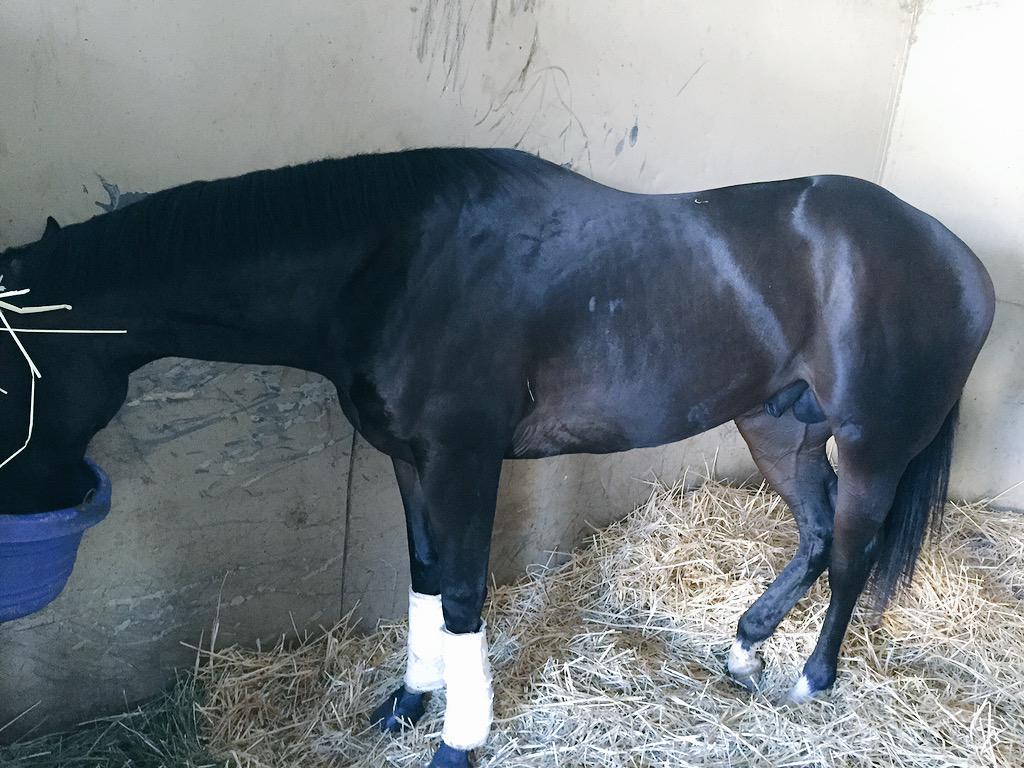 briantrump's tweet photo. Look who I caught beefin' up for his maiden debut. #TrumpDiesel #SidneysCandy #RockinghamRanch http://t.co/nDxbxntUlD