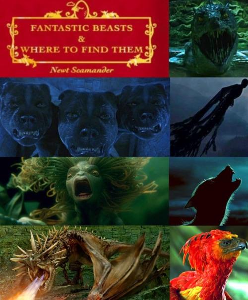 Hogwartssite's tweet image. Warner Bros confirma que la trilogía de Harry Potter contará con presencia de las criaturas de anteriores películas.