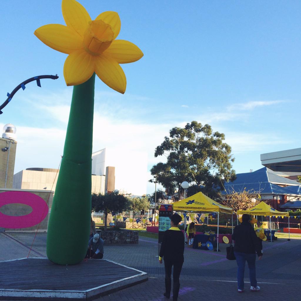 CancerCouncilWA's tweet image. We're in the #perthculturalcentre! Pop down and see us, #perth! #DaffodilDay