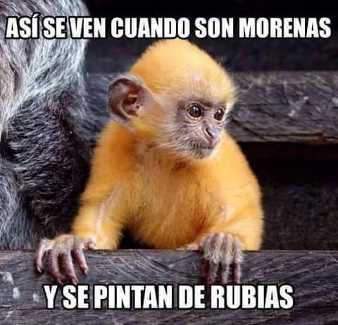 SiguesTeSigo's tweet image. Así se ven las morenas cuando se tiñen de rubias   #MiercolesDeGanarSeguidores