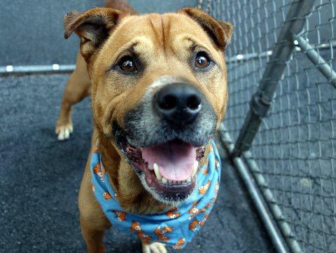 southernpride50's tweet photo. 🆘NOT SAFE🆘LAST CHANCE🆘TO DIE 8/30/15. NYC. BENJI-A1048009-M STAFF MX 6 YRS. LOVES PEOPLE. http://t.co/YuCBV8PHoi http://t.co/cS2GCUblUc