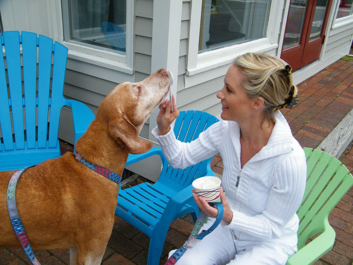 dana perino vizsla