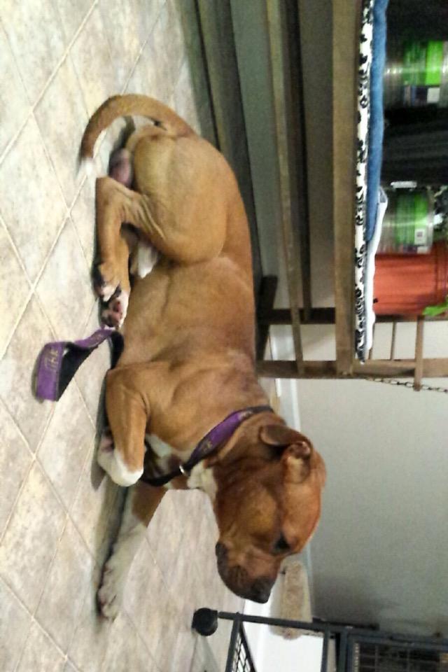 ECUPetHelp's tweet image. Well besides the sudden comeback of @ECU_Confessions I have a found dog to report! #ecu found by Tar River.