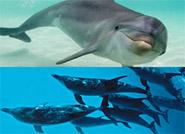 LandmarkFun's tweet image. Can't wait until I take the next group dolphin watching and then we enjoy a seafood basket. #gulfcoastlove