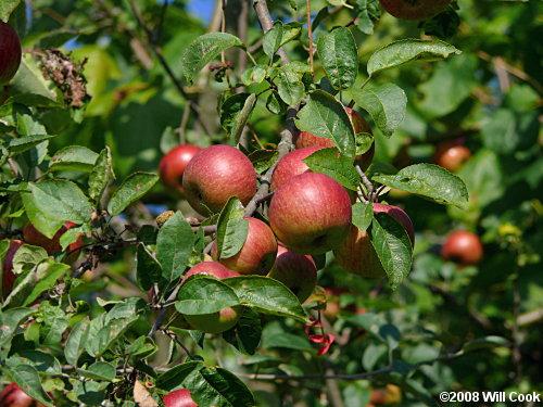 priorypressltd's tweet photo. Tree of the month: The Common Apple Tree #priorypress #dunstable #apples 
http://t.co/7EQmpHWafX http://t.co/EVuiGSIWza