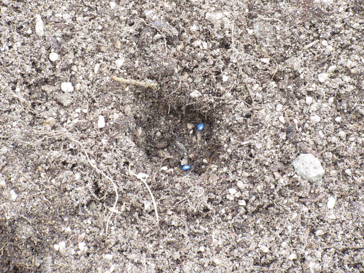 #성남시 농업기술센터 앞 작은텃밭에도 김장철채소들을 심었습니다. 배추모종들이 나란히 줄지어 있는 모습이 싱그럽네요. 파란씨앗이 보이시나요? 청무씨앗이랍니다~ 가을이 지나면 김장채소들을 수확할 수 있겠네요^^