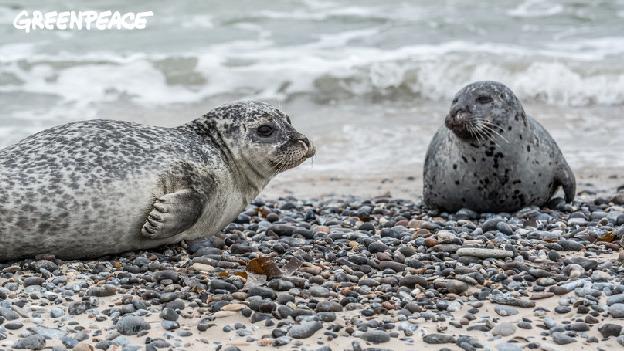 Where have you seen #seals in the UK? #BigBlueUK  Share your pics #MyBigBlue