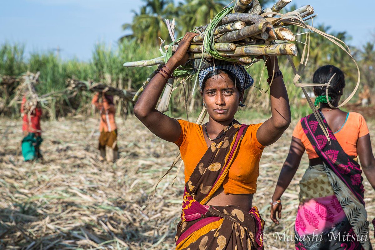 三井昌志 على تويتر インドは世界最大の砂糖消費国であり 世界第二位の砂糖生産国だ サトウキビの栽培方法は昔から変わらない 手作業で畑に苗を植え ３メートルほどの背丈にまで成長したら 鎌を使って刈り取っていく 多くの人手を必要とする労働集約型産業なのだ