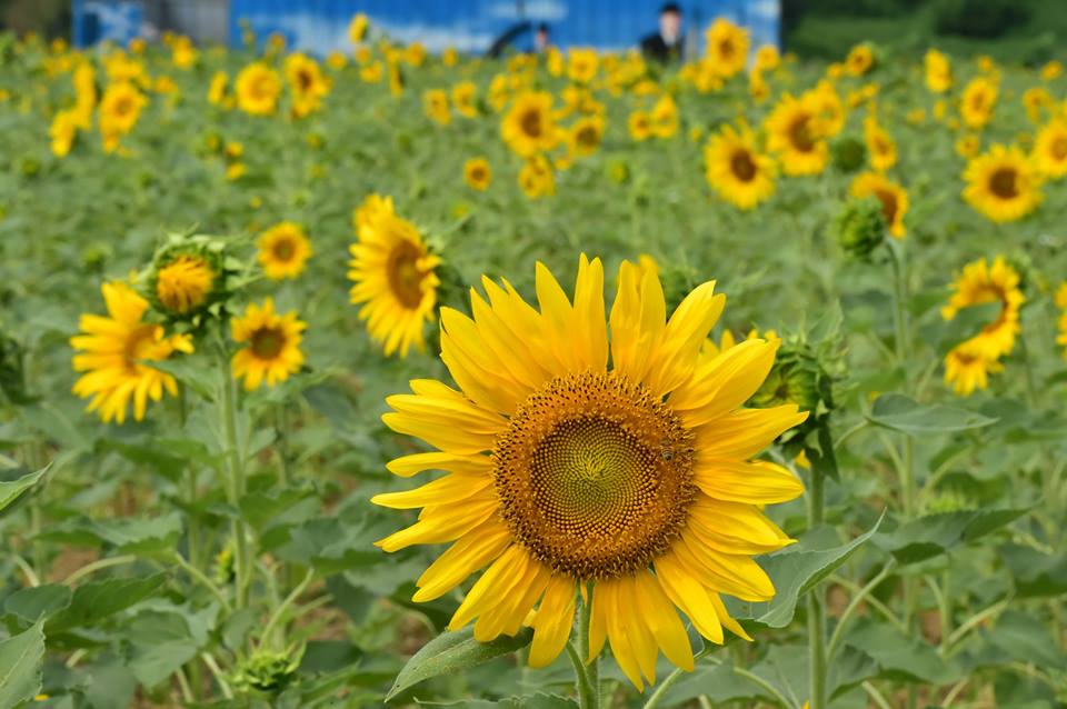 suwonloves's tweet photo. 사진을 찍으면 고흐의 해바라기 속으로 직접 들어갈 수 있는...
이곳은 #광교호수공원.입니다^ ^

태양처럼 뜨겁고 격정적인 영혼의 꽃, #해바라기. 보러 광고효수공원으로 떠나요~
#수원시 #데이트코스추가 http://t.co/tQBJo7oL75