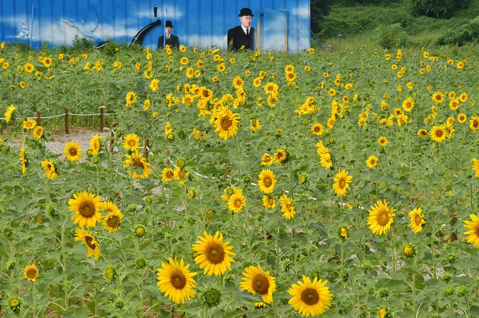 suwonloves's tweet photo. 사진을 찍으면 고흐의 해바라기 속으로 직접 들어갈 수 있는...
이곳은 #광교호수공원.입니다^ ^

태양처럼 뜨겁고 격정적인 영혼의 꽃, #해바라기. 보러 광고효수공원으로 떠나요~
#수원시 #데이트코스추가 http://t.co/tQBJo7oL75