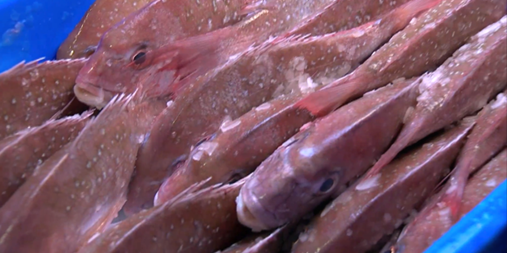 How much small snapper do commercial fishers really catch and have to throw back? Full story: bit.ly/smallsnapper