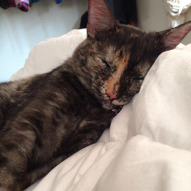 MientrasPlaya's tweet photo. La princesa maya 😻 #catmaya #notfilter #suricatepetl by @hebbanavarro - http://t.co/3WTpxLVhRz http://t.co/Q0Rkp0XOVh