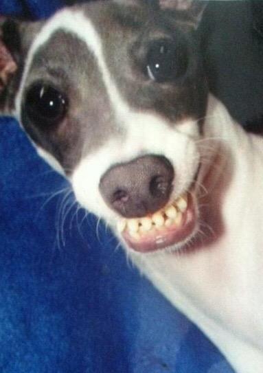 GordoHelio's tweet photo. The Bone Collector... #80sFilmsForDogs http://t.co/hvjPVDyM7h