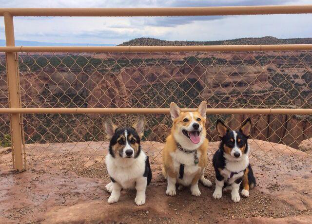 EveryWordDog's tweet photo. grand dog http://t.co/ADbriQydVK