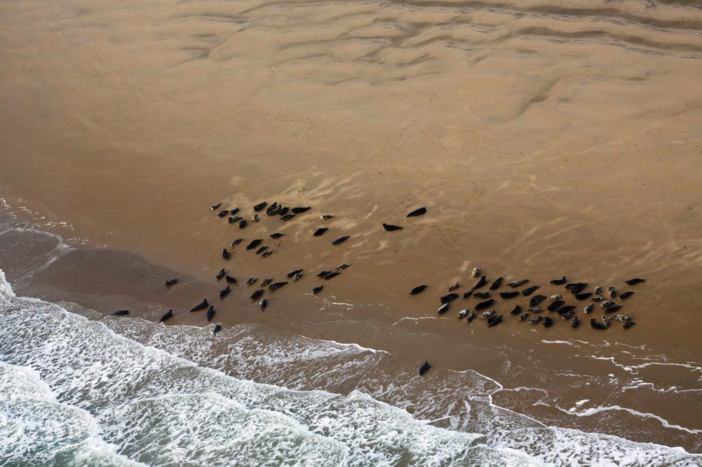 If you see a seal or marine mammal #inthethames pls let us know at zsl.org/inthethames <a href="/rtaylorjones/">richard taylor-jones</a>  #BigBlueUK