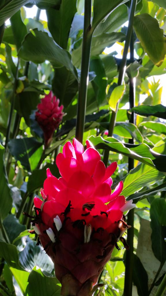 Is, an always will be, a classic. Alpinia purpuata