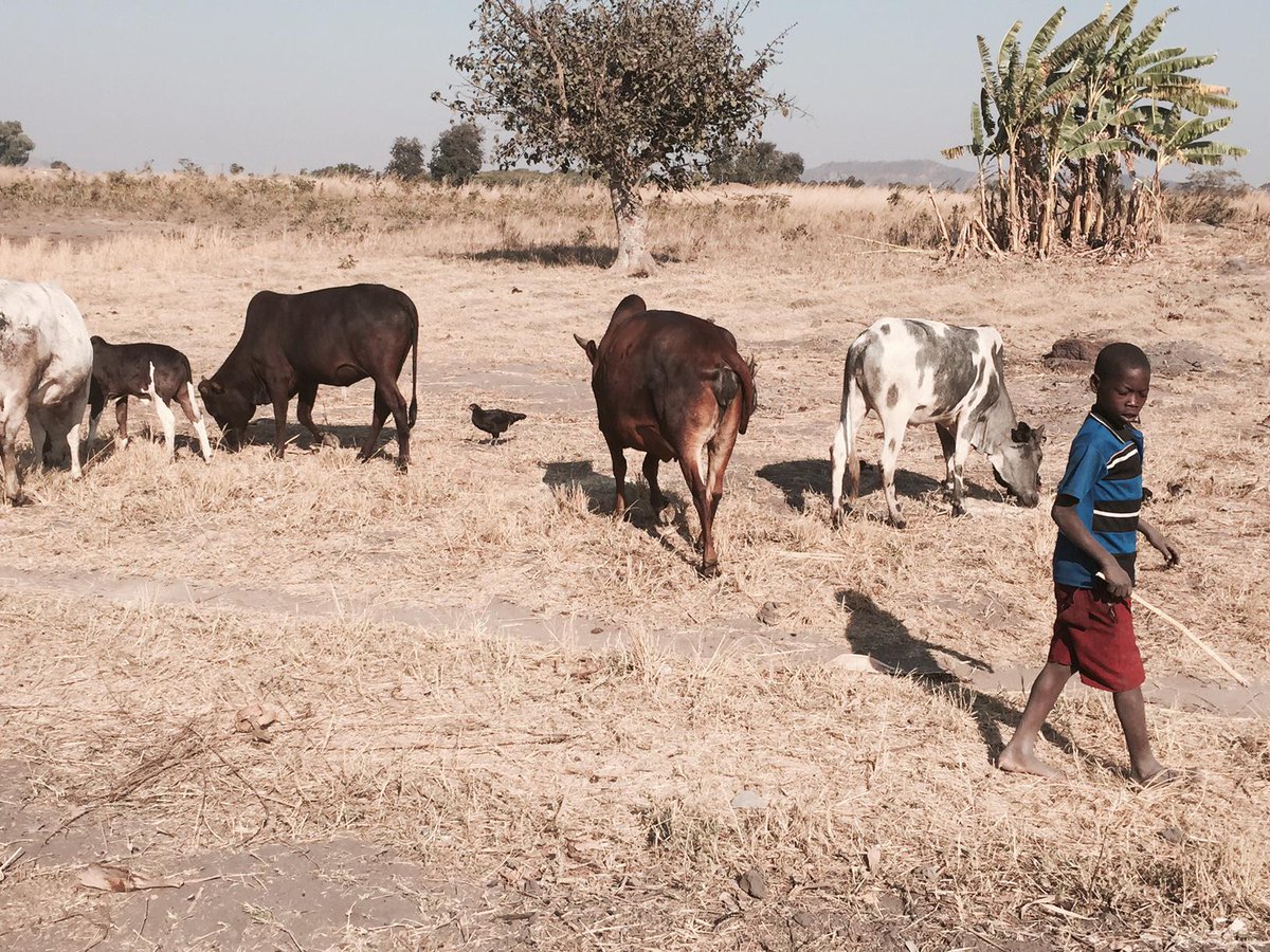 Inthumanity's tweet photo. Naše stádečko v Malawi se rozrostlo o nově narozené telátko. Přejeme mu ať prosp��vá a za čas dodává bílkoviny dětem. http://t.co/pb8CQEWMst