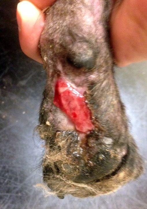 Chinehousevets's tweet photo. The dangers of grass seeds. This nasty wound was caused by grass seeds caught between his toes. http://t.co/DeE2tjZiok