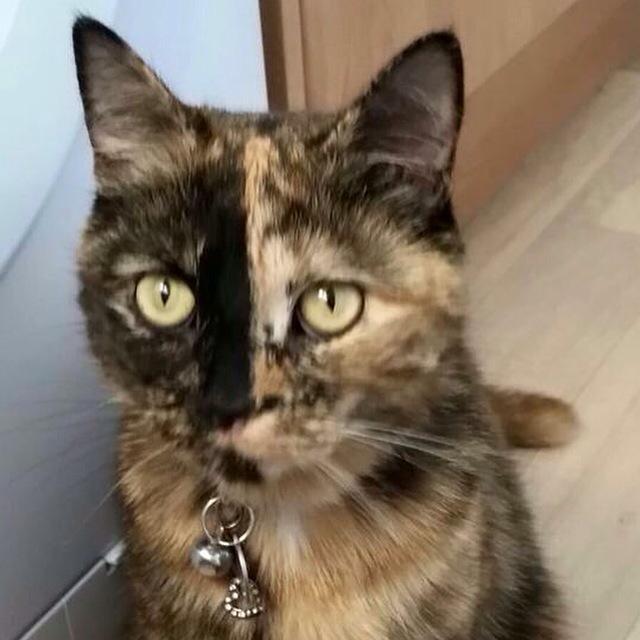 livjones91's tweet photo. MISSING from HuxleyRd, #Leyton #London ..#tortoiseshell female cat called Betsy. Pls help find! #missingcat http://t.co/R3jLUTgPAS