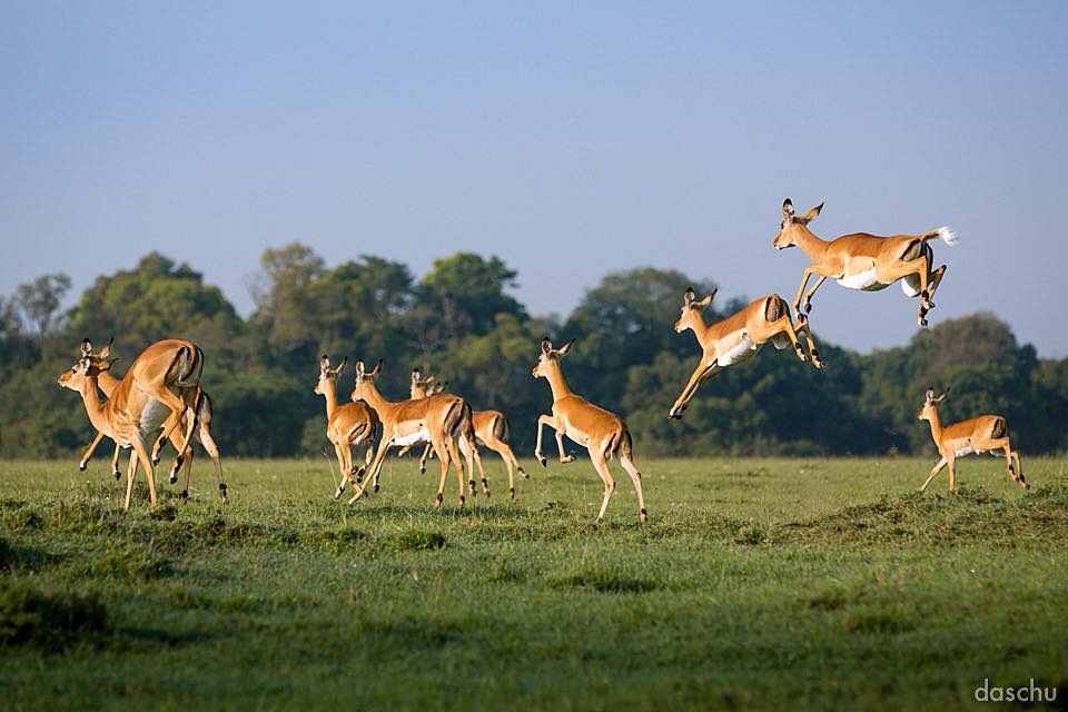 sam_in_zimbabwe's tweet image. #TGIF and we're leaping into THE weekend with style. Whatever you're up to enjoy #VisitZimbabwe #HappyPeople #Twimbos
