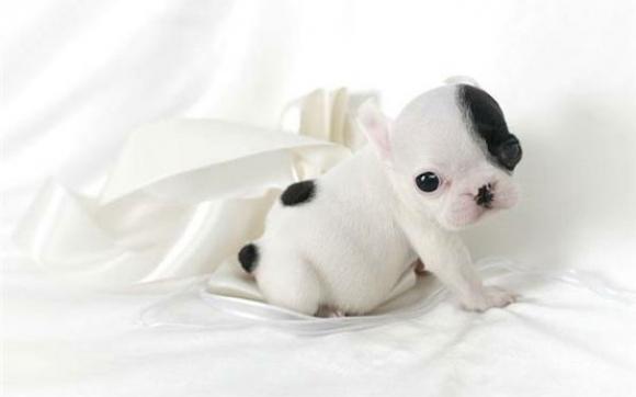 ME Animal Foundation tweet media