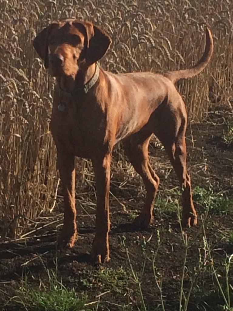 rowles 🇺🇦 tweet media