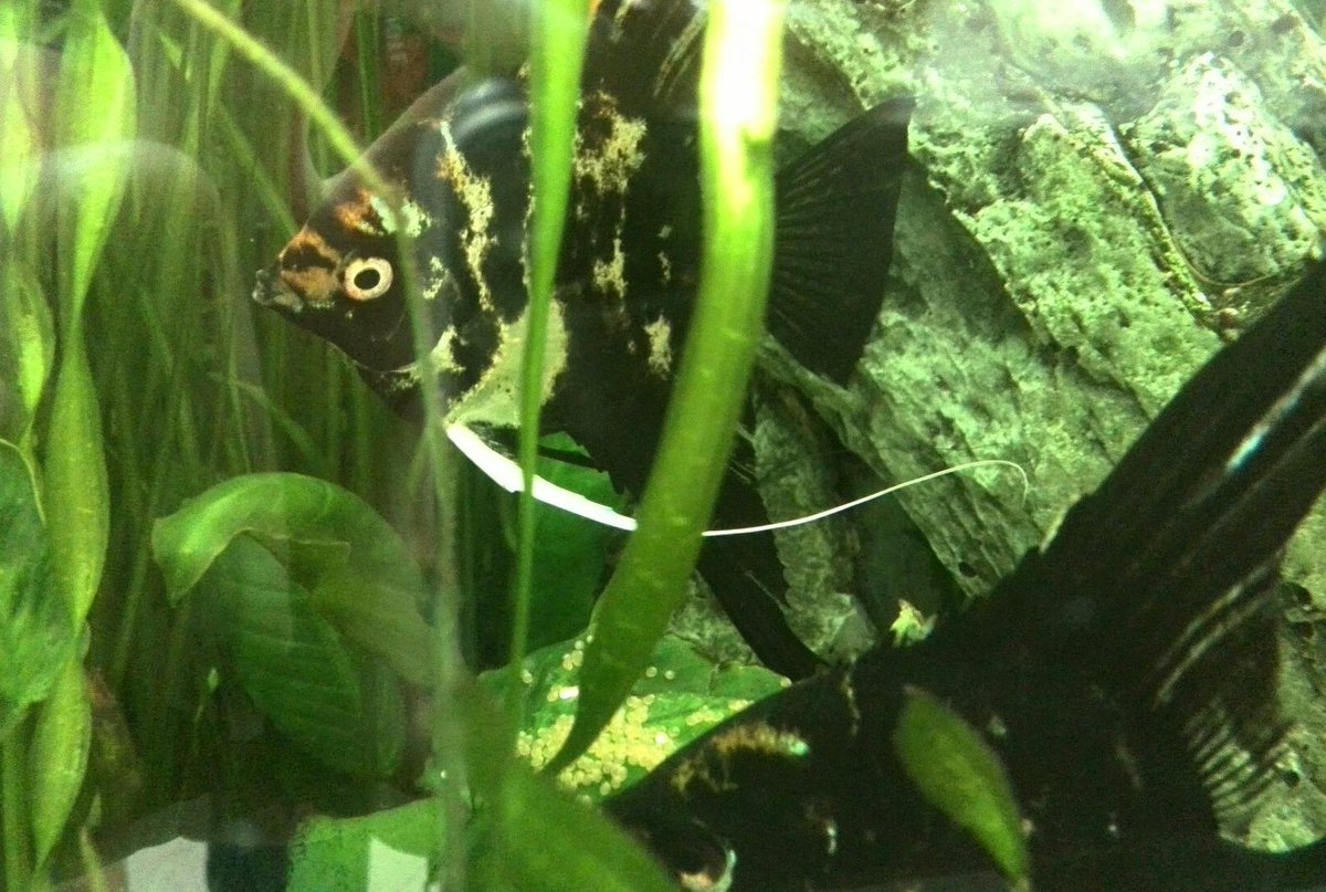 ФК Старт-Инвест tweet media